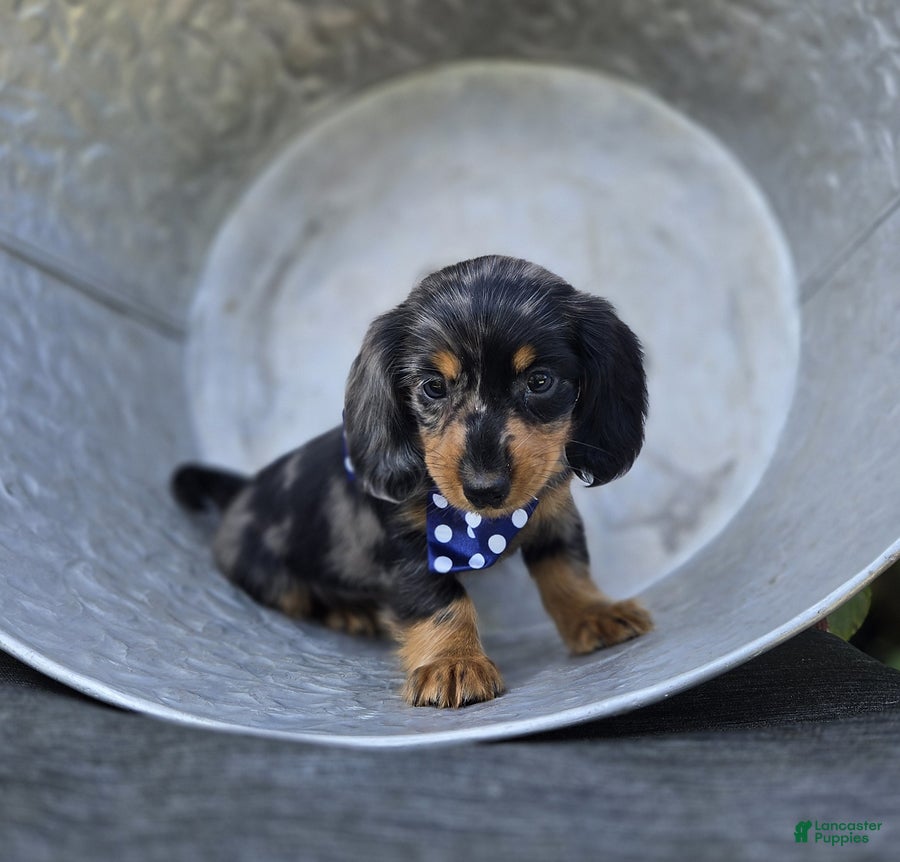 Miniature Dachshund dogs Bingo - Ad 1
