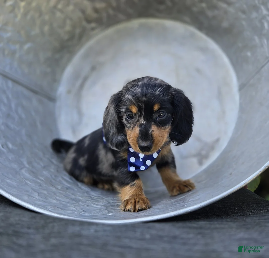 Miniature Dachshund dogs for sale: Bingo - Ad 1