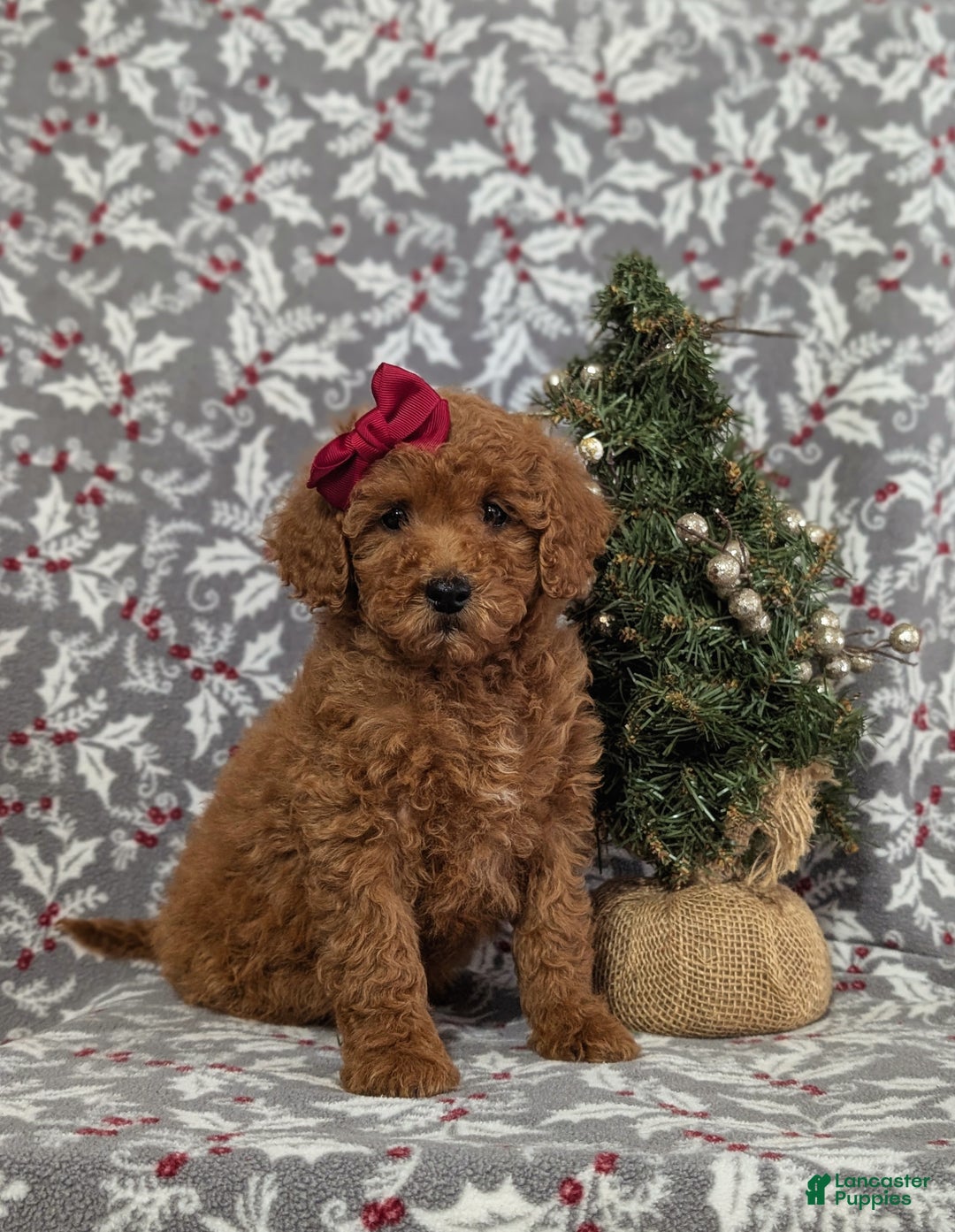 Miniature Poodle dogs for sale: Cheri - Ad 1