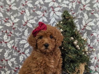 Miniature Poodle dogs Cheri - Ad 34