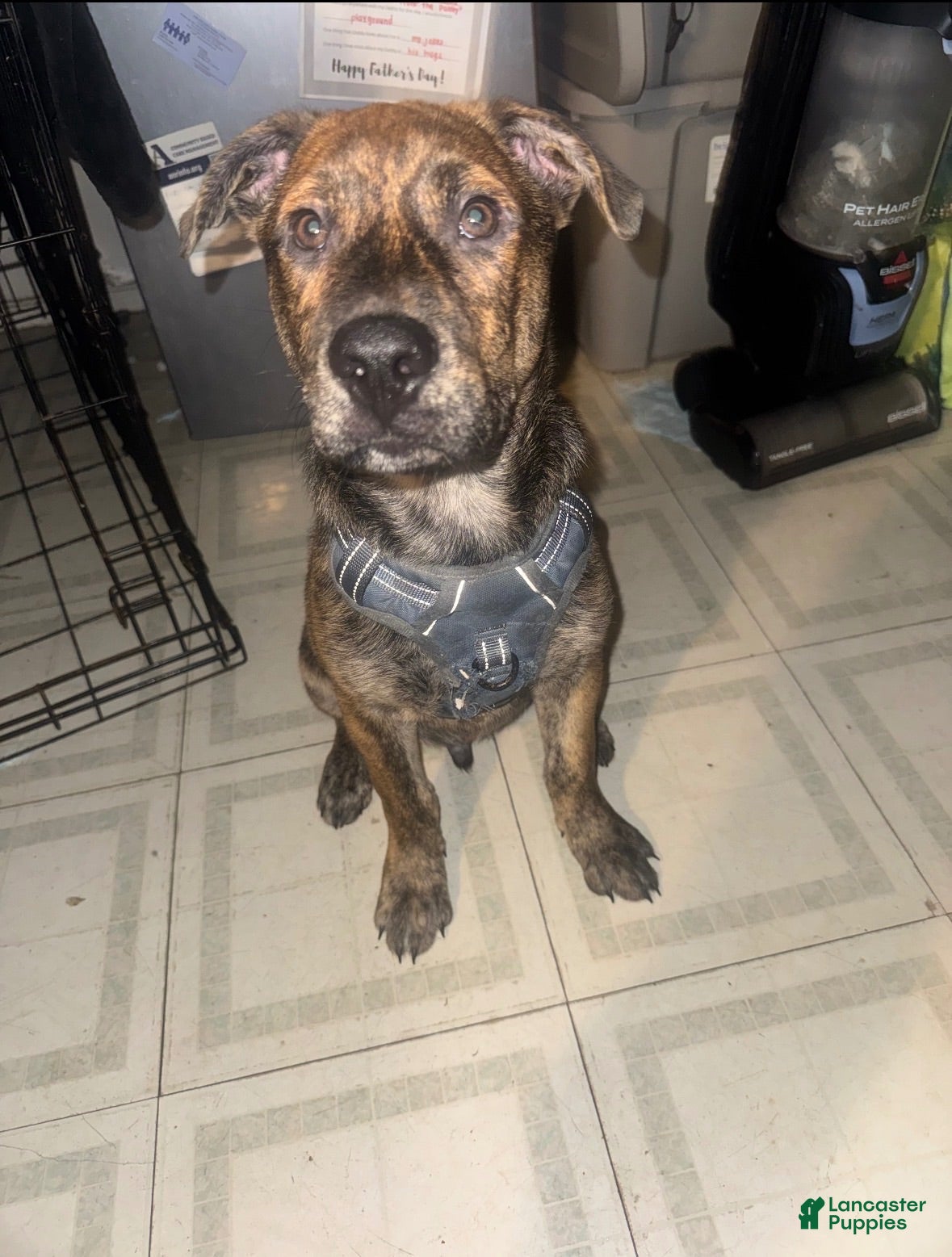 Mixed Breed dogs Bolt - Ad 1
