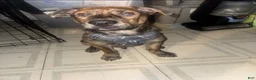 Mixed Breed dogs for sale: Bolt - Ad 1