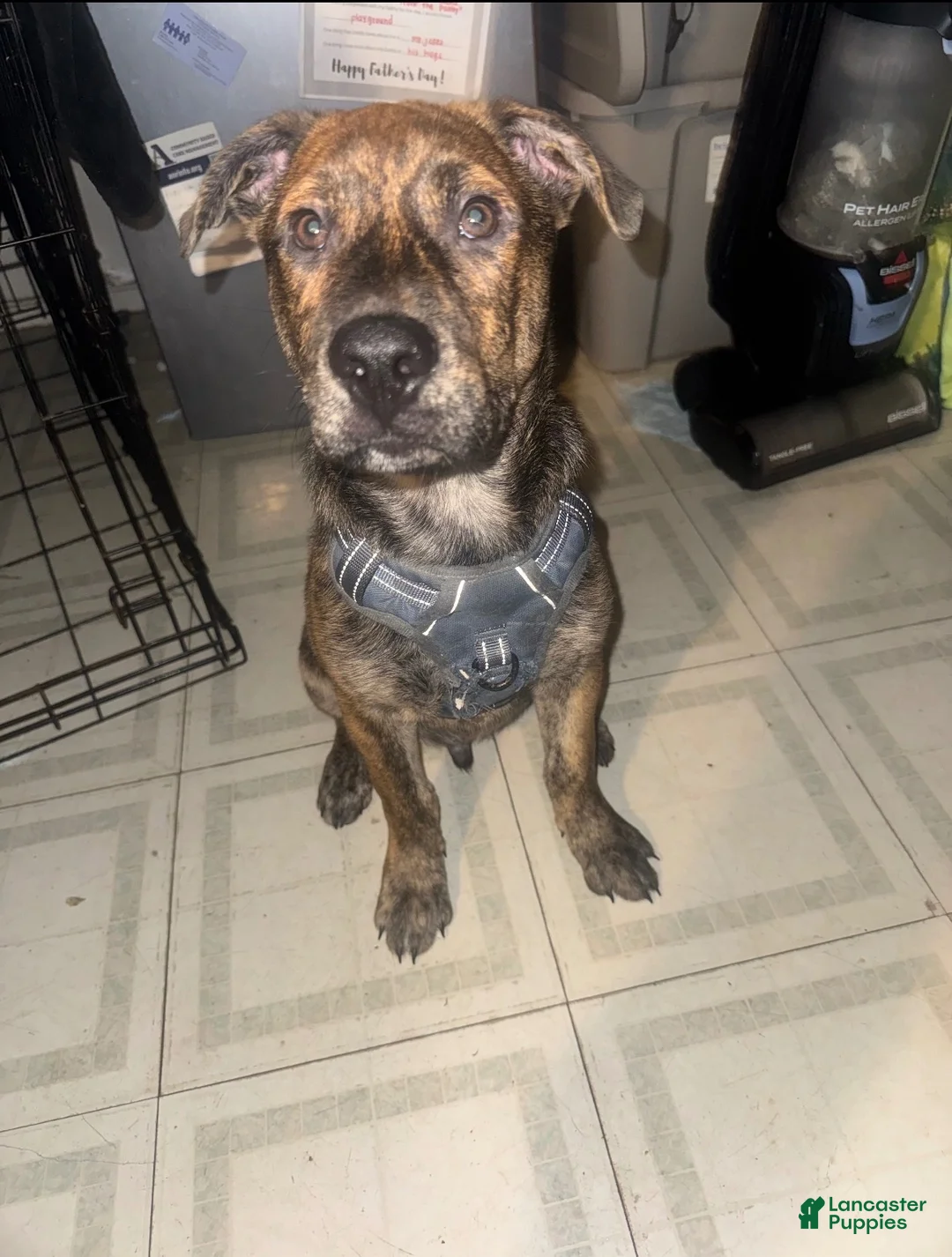 Mixed Breed dogs for sale: Bolt - Ad 1