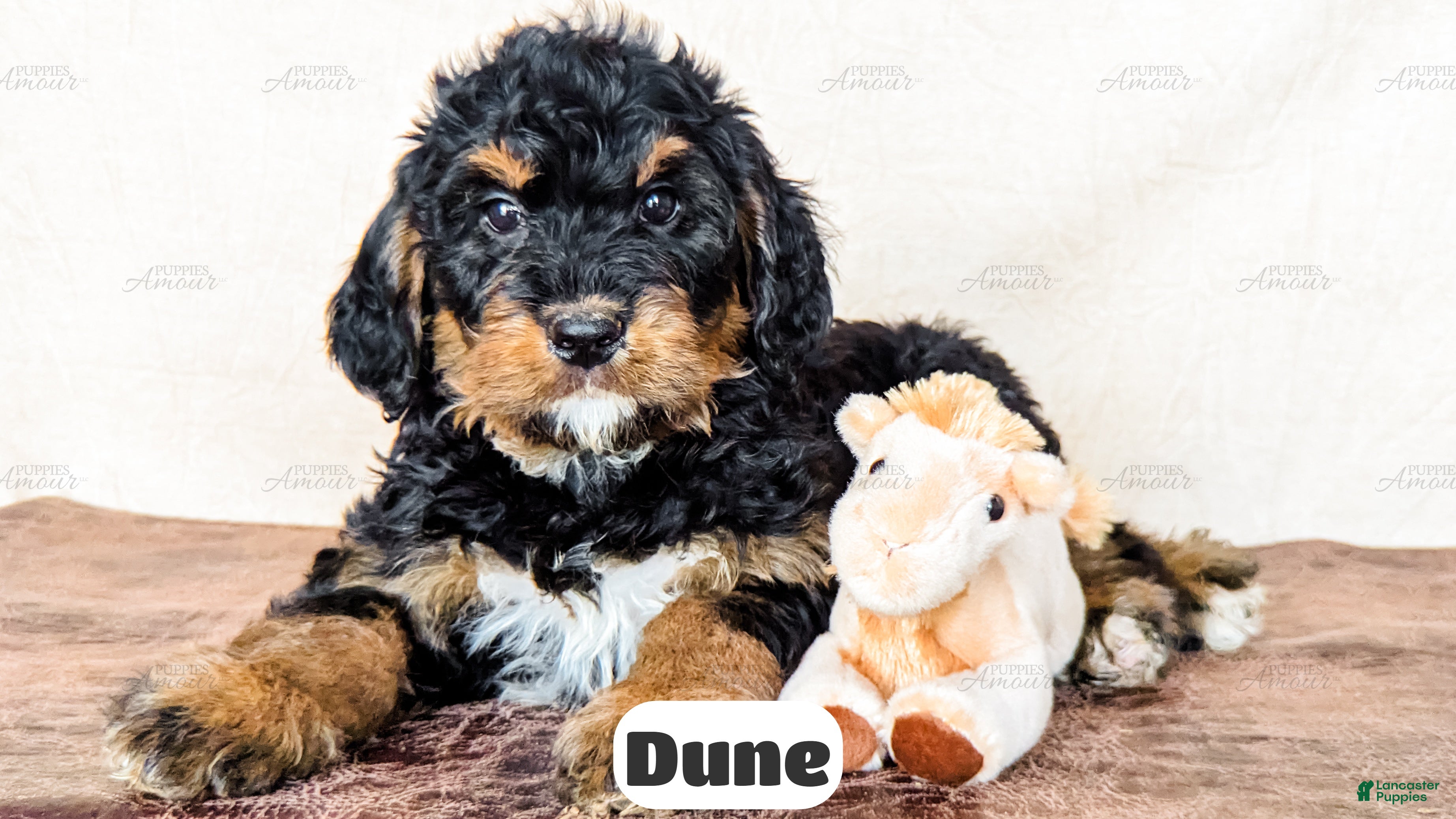 Bernedoodle dogs Dune - Ad 1