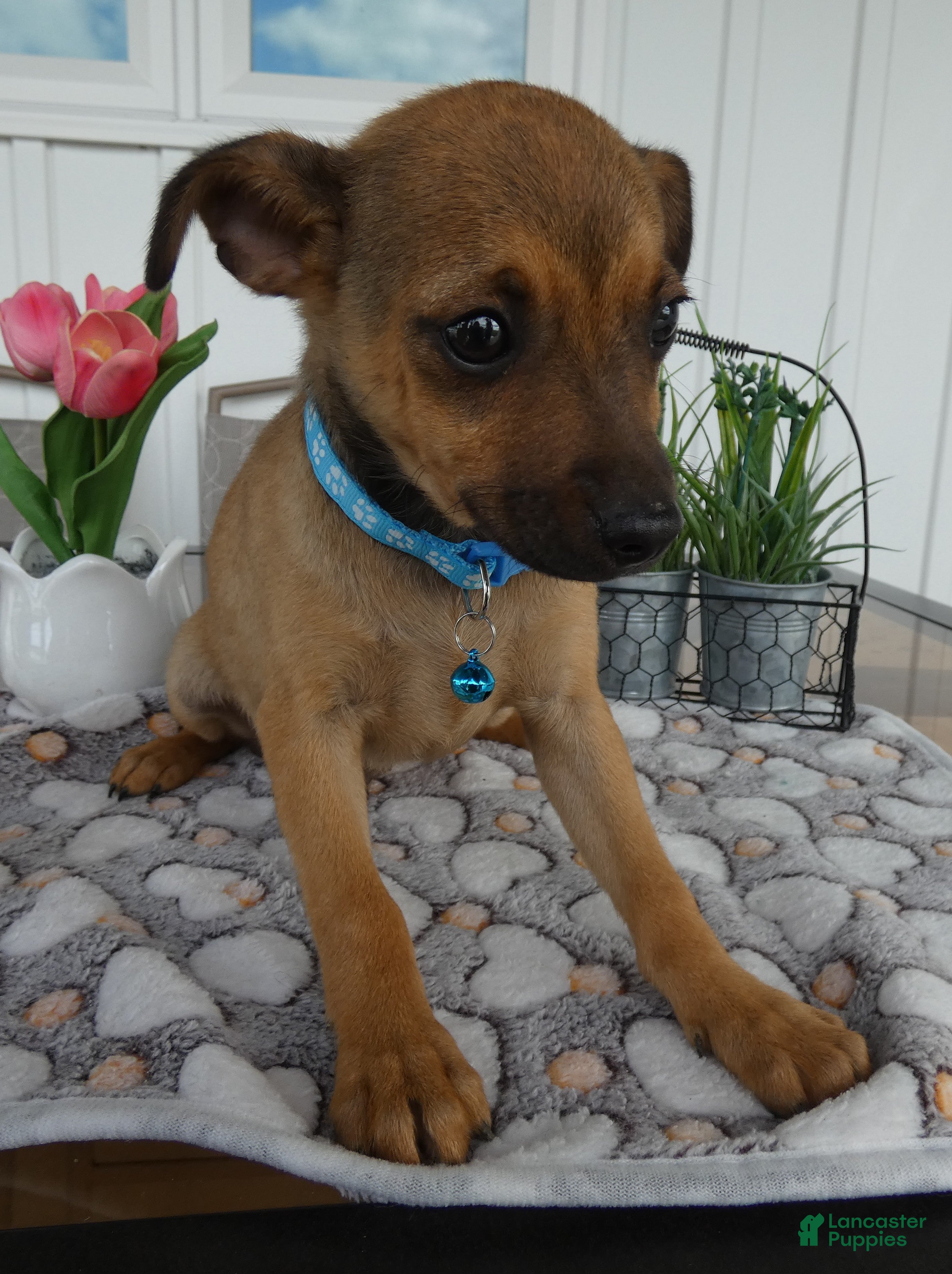 Chihuahua dogs for sale: Chihuahua Puppy 1 Chico - Ad 2