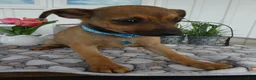 Chihuahua dogs for sale: Chihuahua Puppy 1 Chico - Ad 1