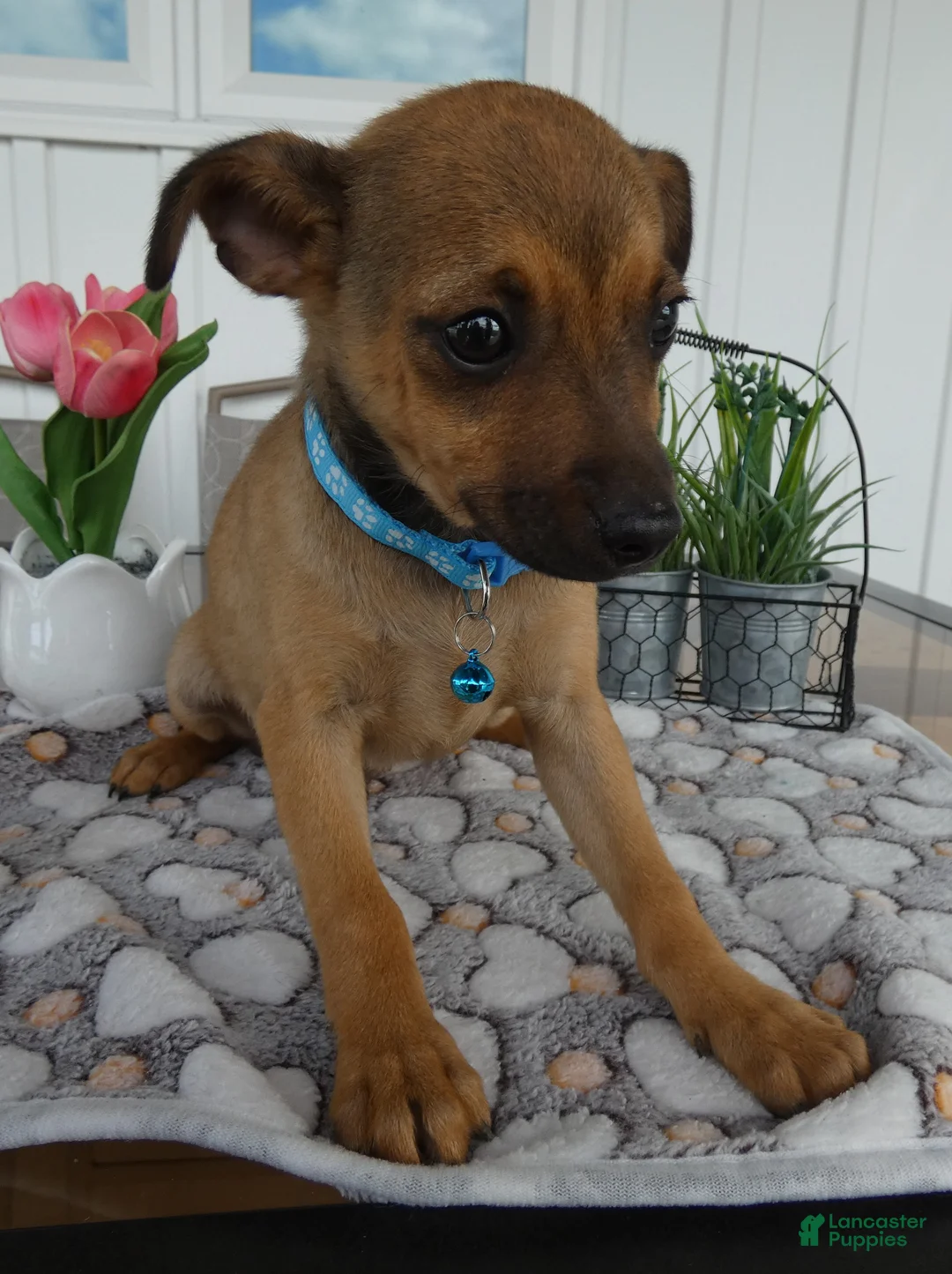 Chihuahua dogs for sale: Chihuahua Puppy 1 Chico - Ad 1