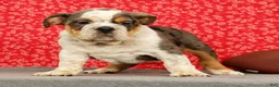 Beabull dogs for sale: Zeus - Ad 5