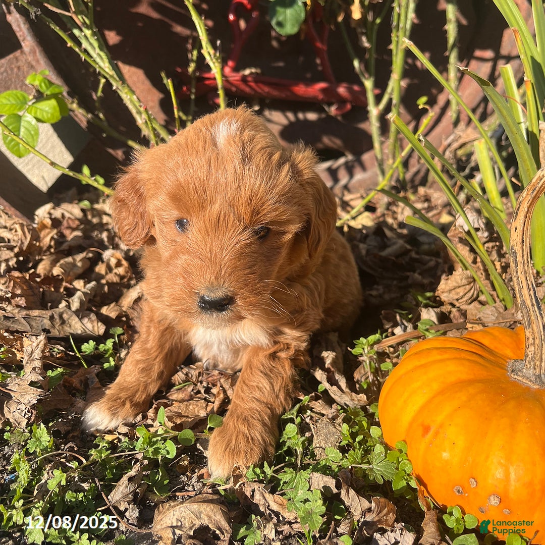 Mini Goldendoodle dogs for sale: Noel - Ad 4