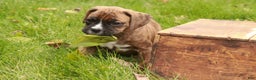 Boxer dogs for sale: Flint - Ad 3