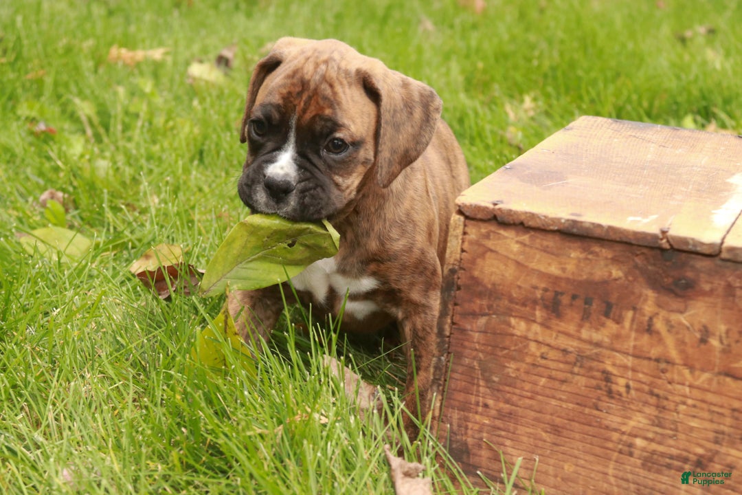 Boxer dogs for sale: Flint - Ad 3