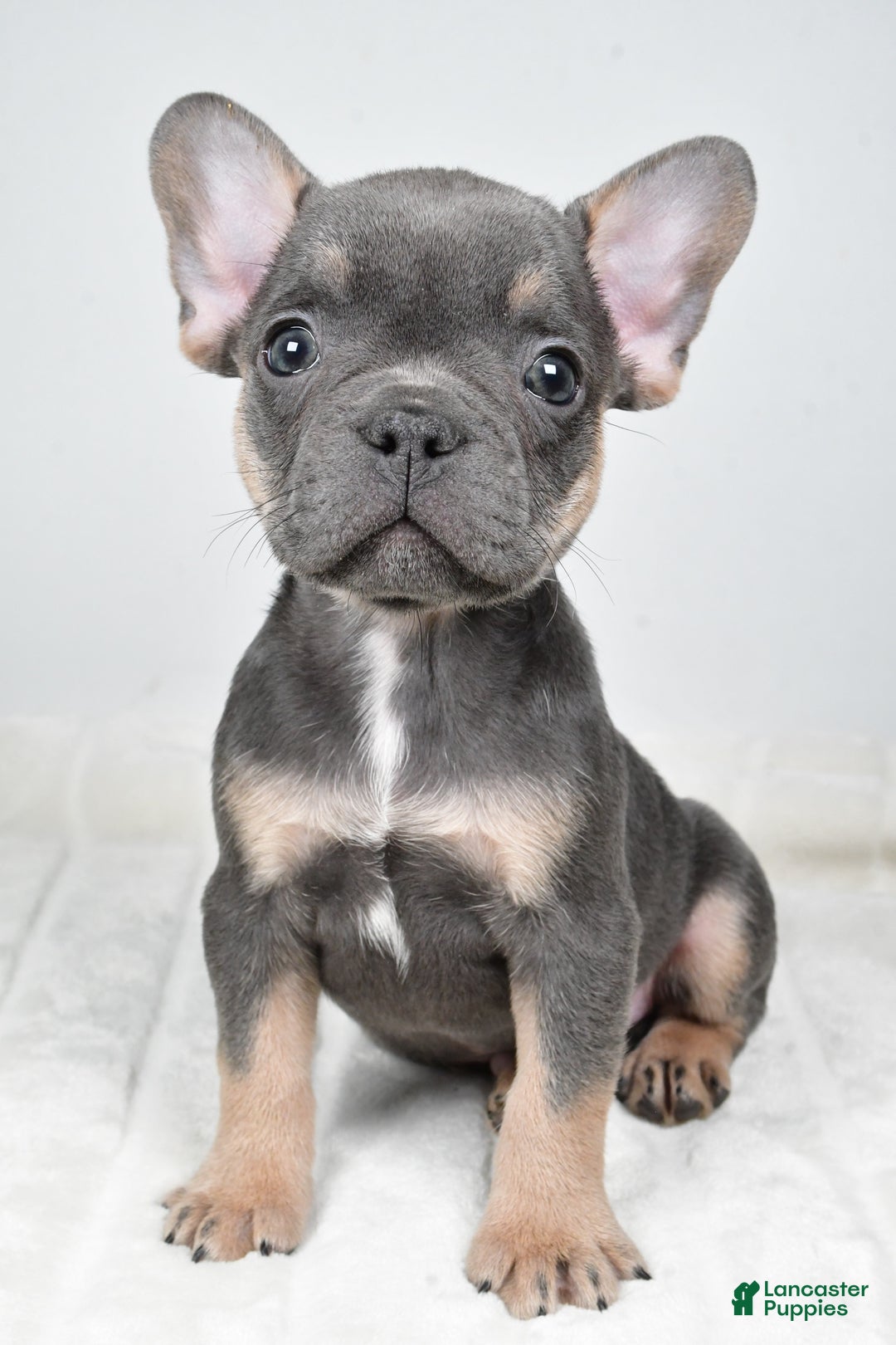 French Bulldog dogs for sale: Finley - Ad 10