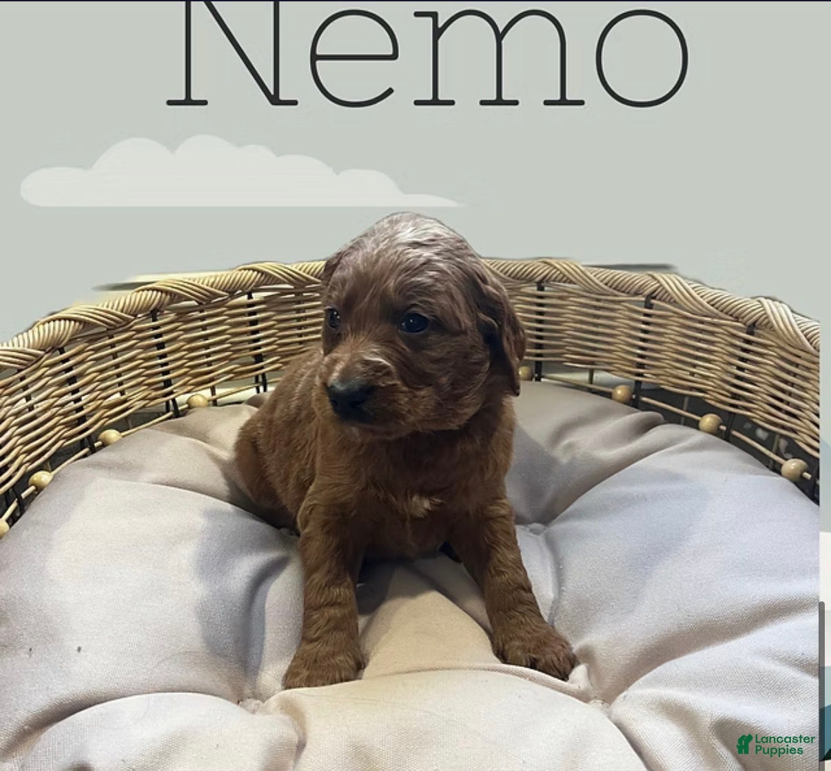 Goldendoodle dogs Nemo - Ad 24