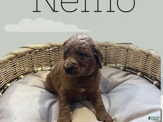 Goldendoodle dogs Nemo - Ad 29