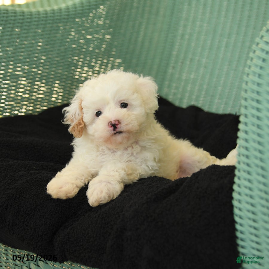 Maltipoo dogs Wags - Ad 2