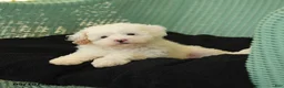Maltipoo dogs for sale: Wags - Ad 2