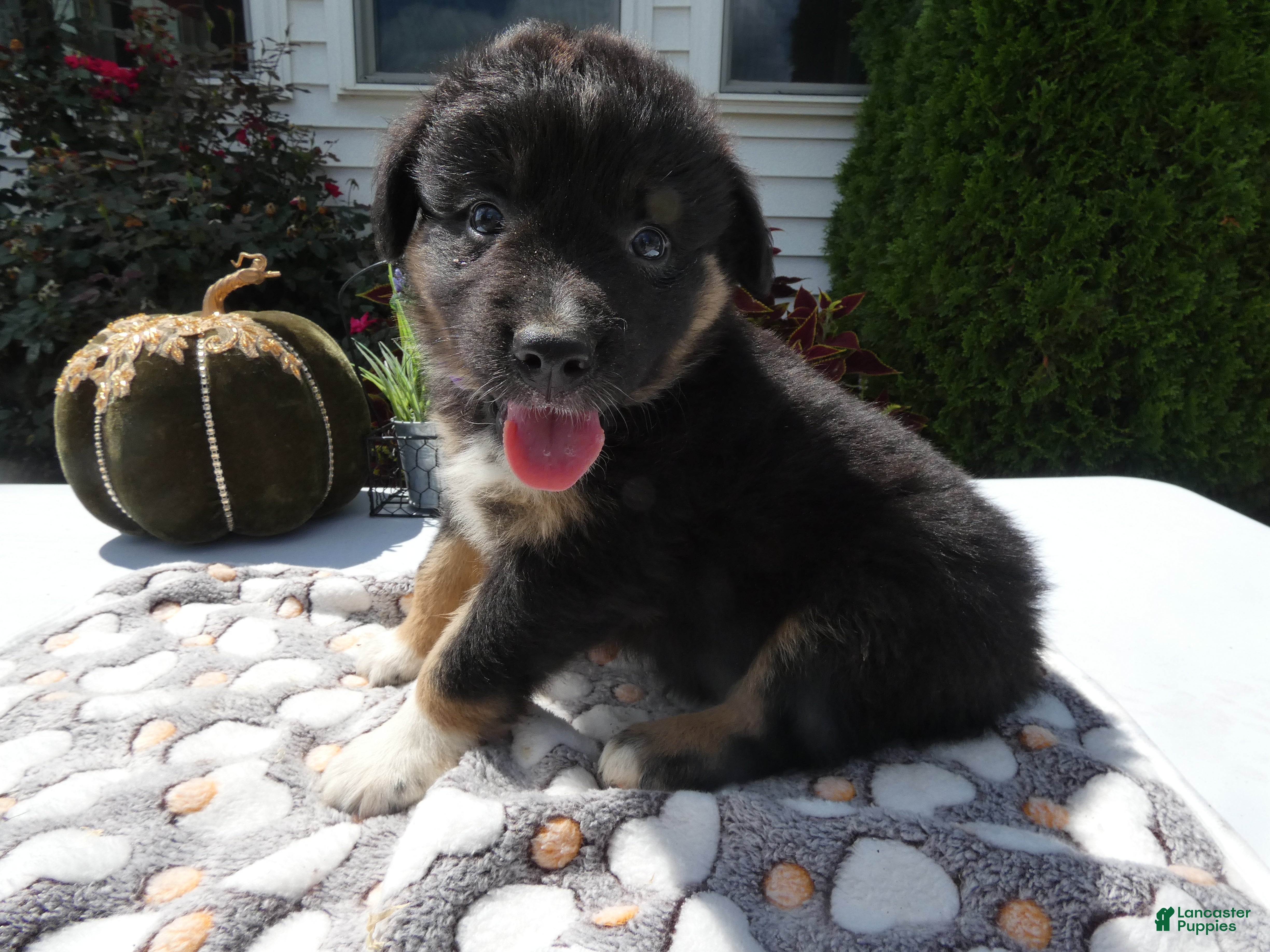 Mixed Breed dogs Mixed Breed 5 Ryan - Ad 13