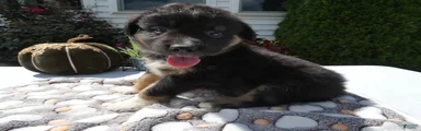 Mixed Breed 5 Ryan