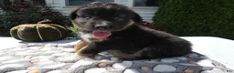 Mixed Breed dogs for sale: Mixed Breed 5 Ryan - Ad 1