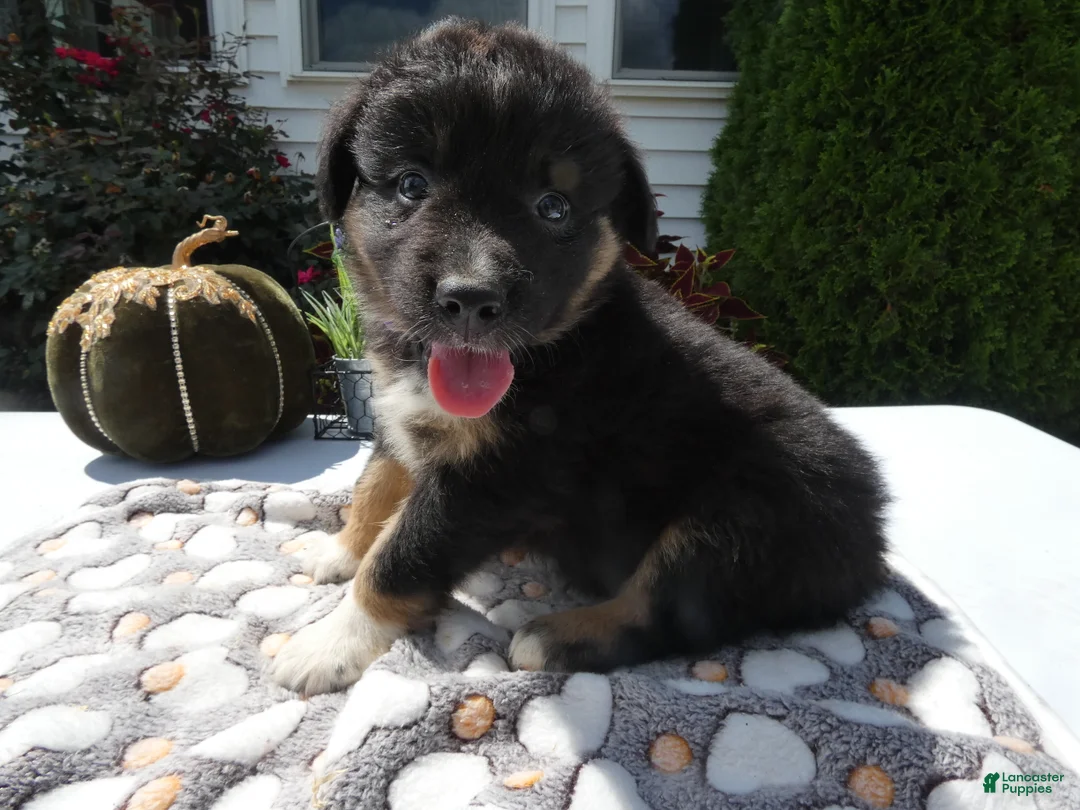 Mixed Breed dogs for sale: Mixed Breed 5 Ryan - Ad 1