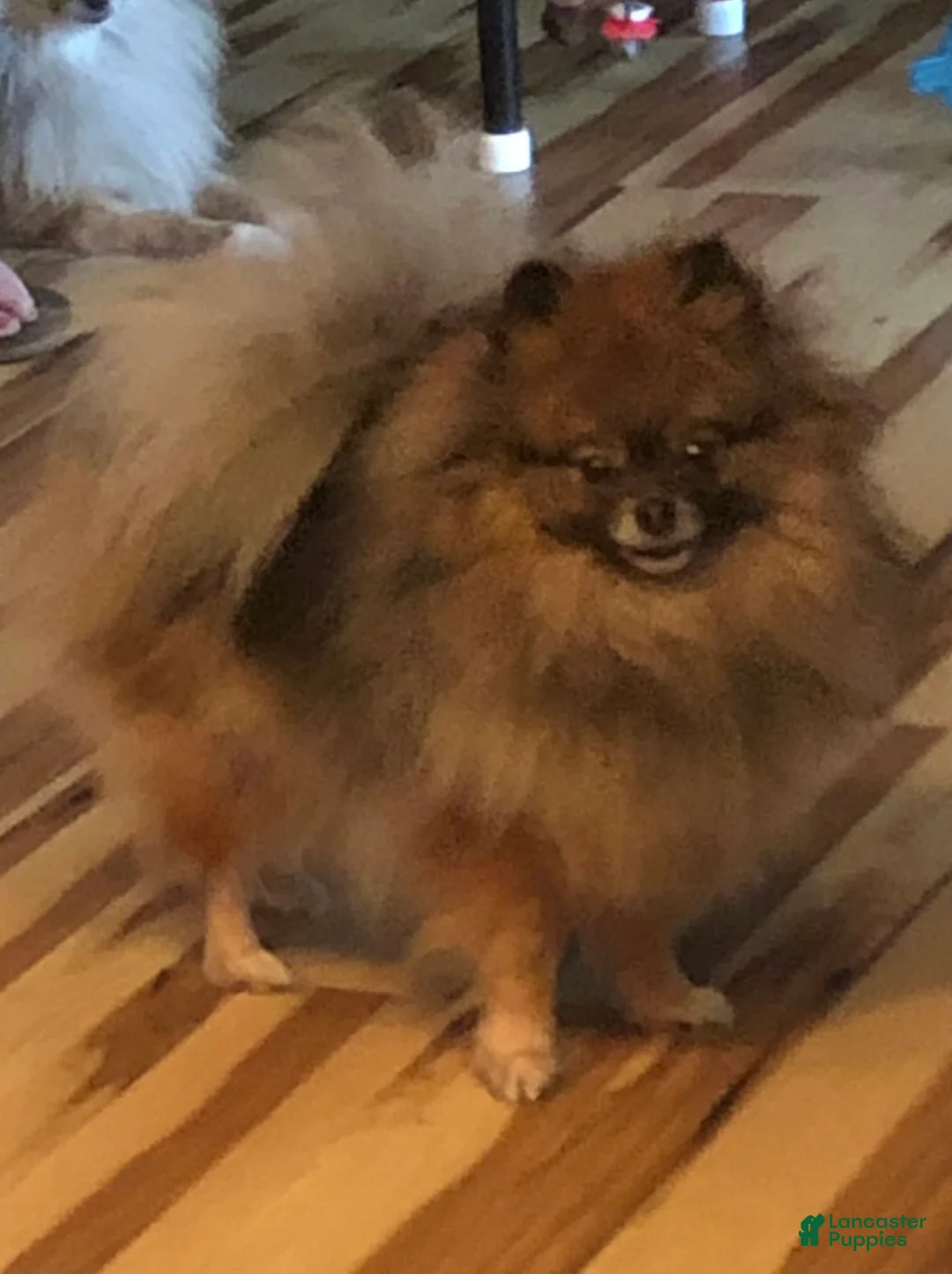 Pomeranian dogs for sale: Bo - Ad 6