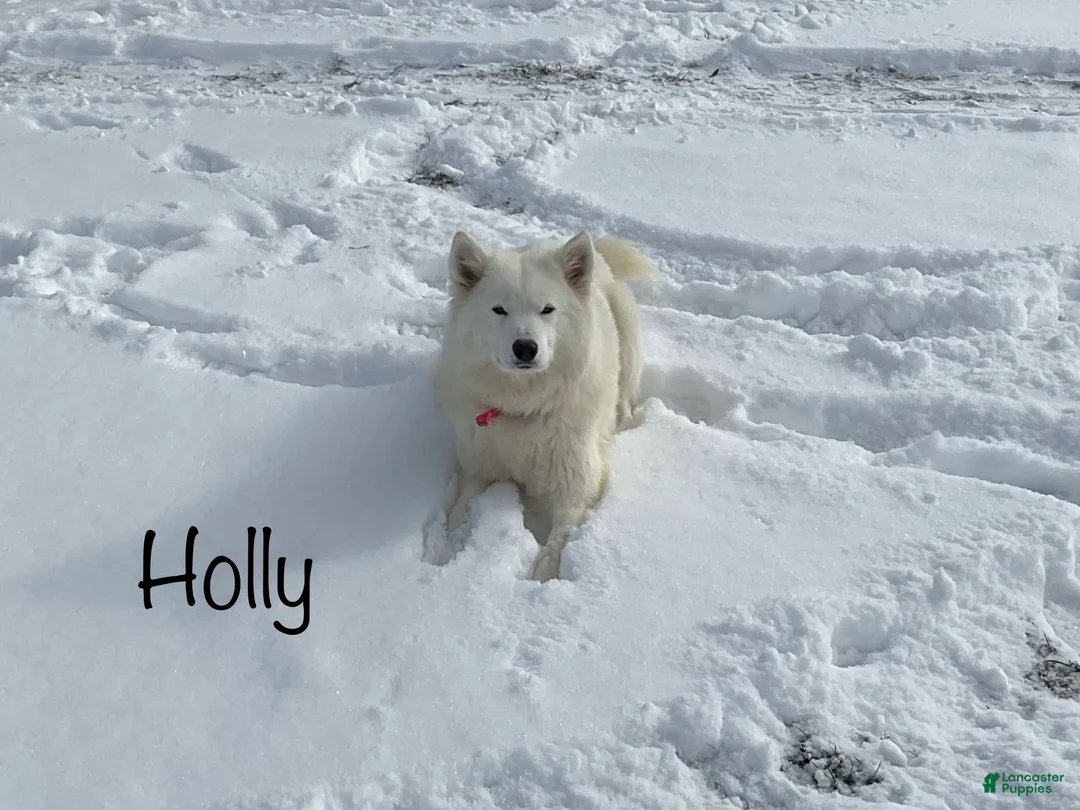 Samoyed dogs for sale: Syl - Ad 3