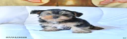 Yorkshire Terrier dogs for sale: Rocky - Ad 2