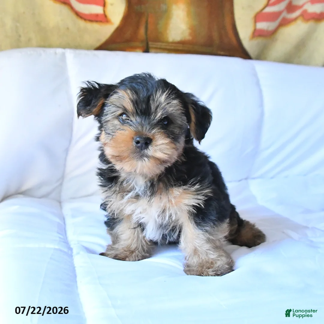 Yorkshire Terrier dogs for sale: Rocky - Ad 2