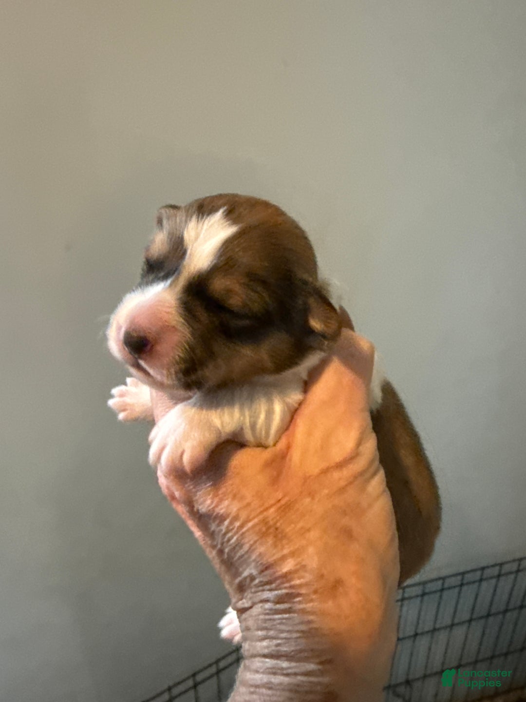 Welsh Corgi Pembroke dogs for sale: Welsh Corgi Pembroke Puppy 1 - Ad 4