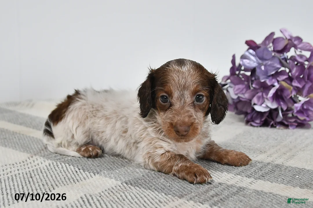 Miniature Dachshund dogs for sale: Brinley - Ad 3