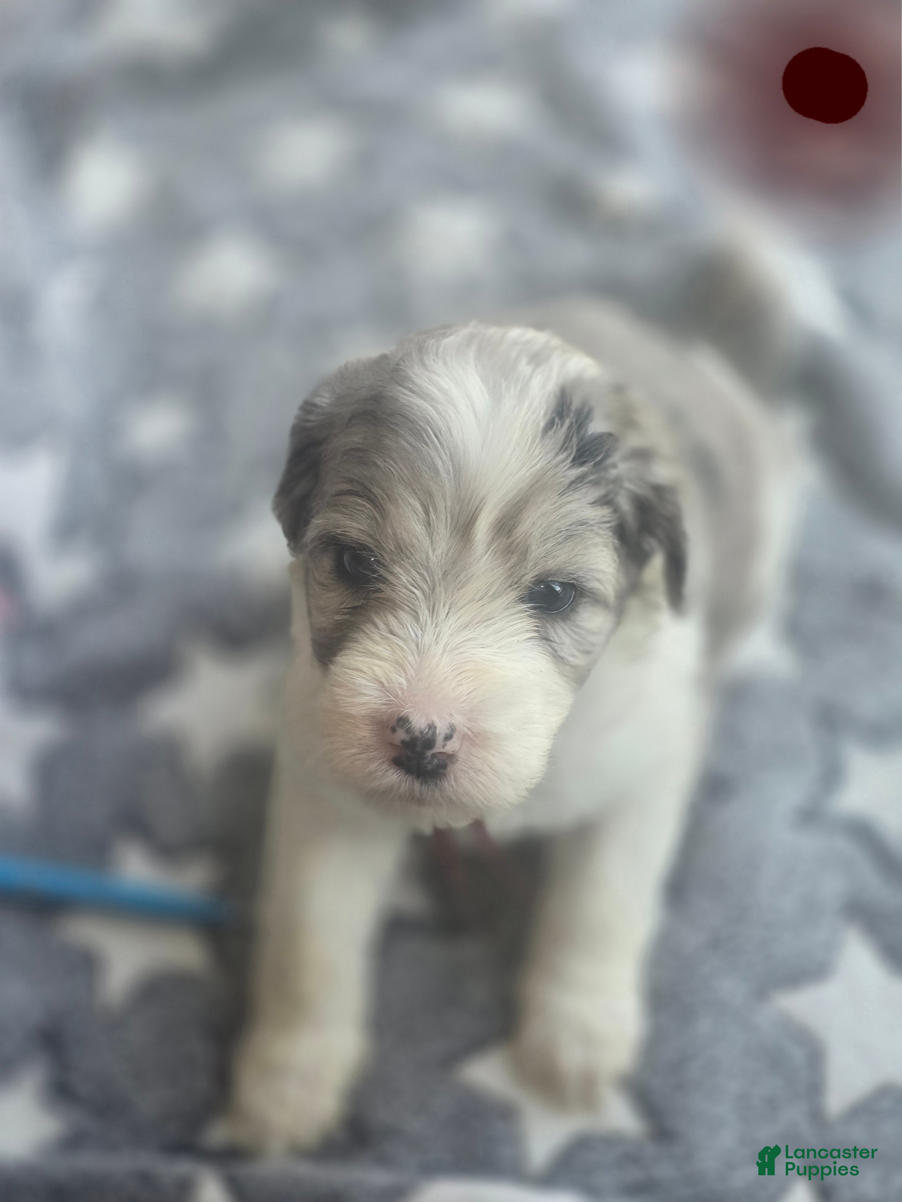 Sheepadoodle dogs Lily- maroon - Ad 15