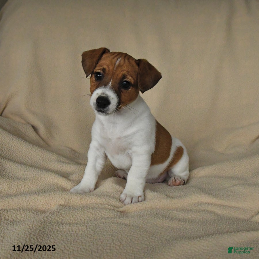 Jack Russell Terrier dogs Heather - Ad 21