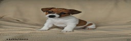 Jack Russell Terrier dogs for sale: Heather - Ad 1