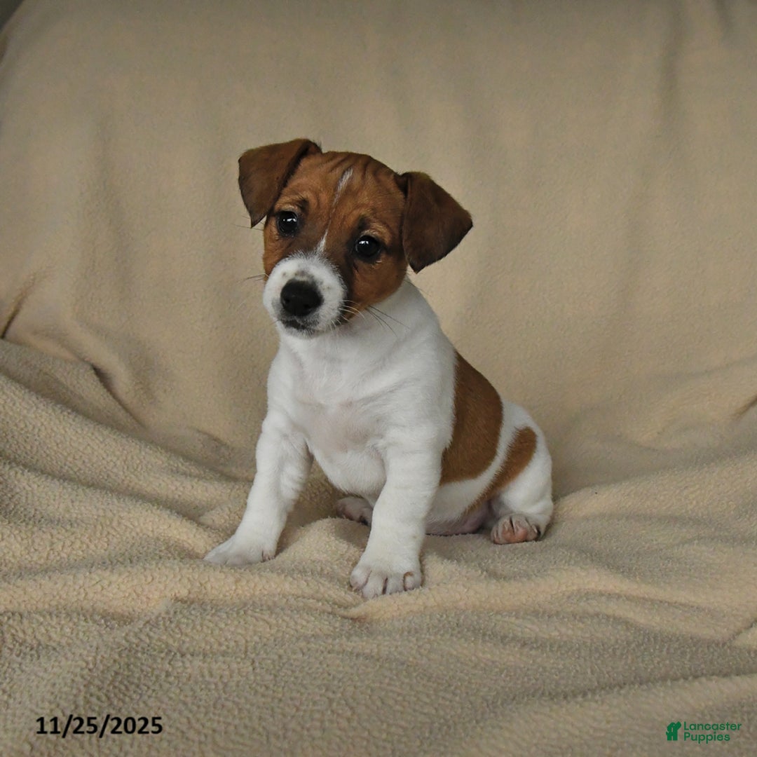 Jack Russell Terrier dogs for sale: Heather - Ad 1