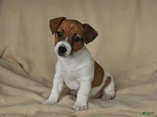 Jack Russell Terrier dogs Heather - Ad 27
