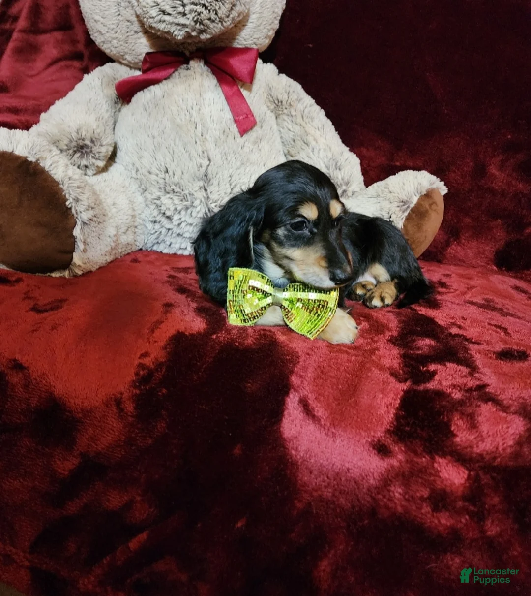 Miniature Dachshund dogs for sale: JASPER - Ad 1