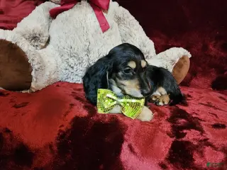 Miniature Dachshund dogs JASPER - Ad 14