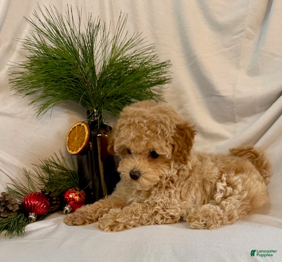 Toy Poodle dogs for sale: Gina - Ad 4
