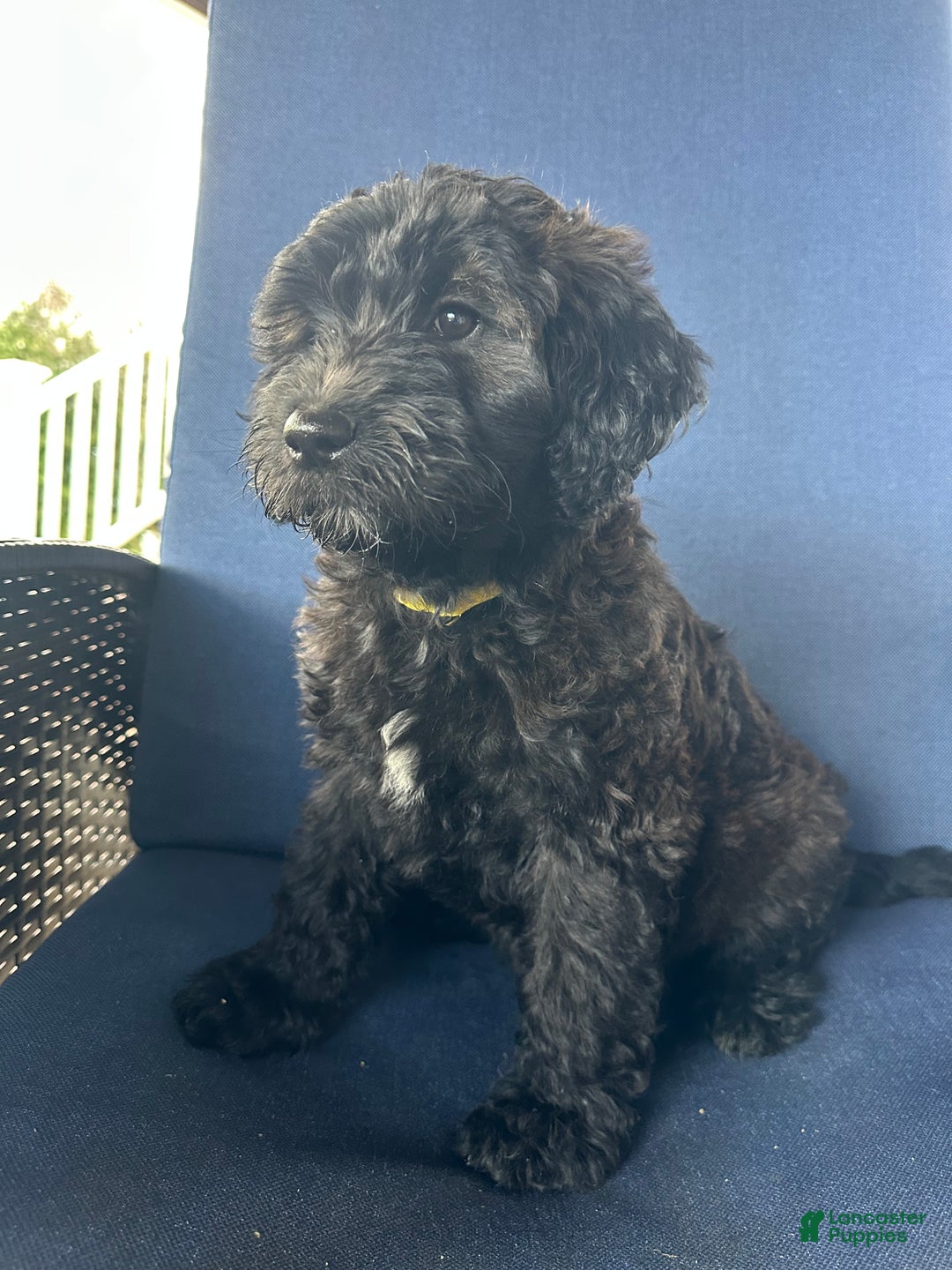 Mixed Breed dogs for sale: Violet - Ad 1