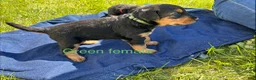 Airedale Terrier dogs for sale: Green female - Ad 3