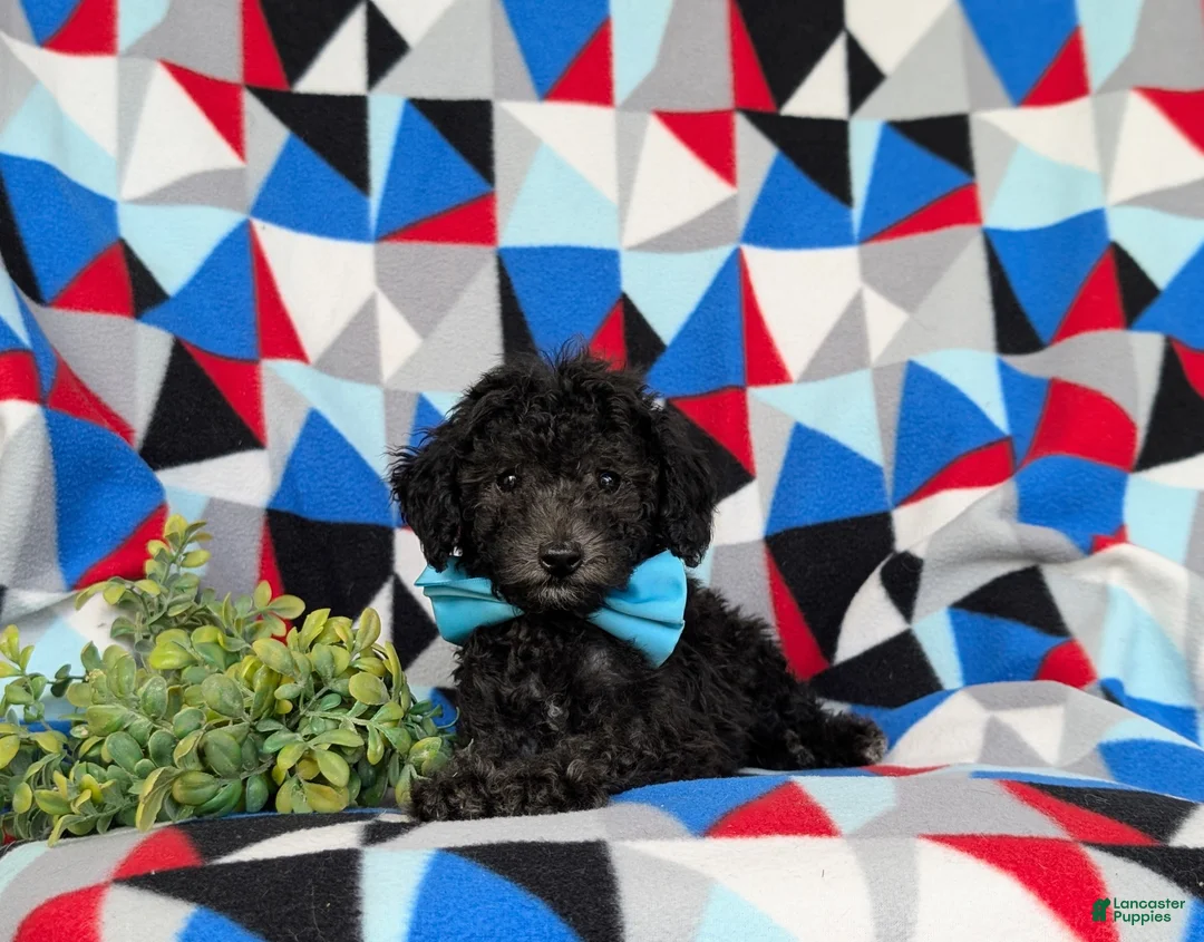 Toy Poodle dogs for sale: Brice 7 lbs full grown - Ad 6