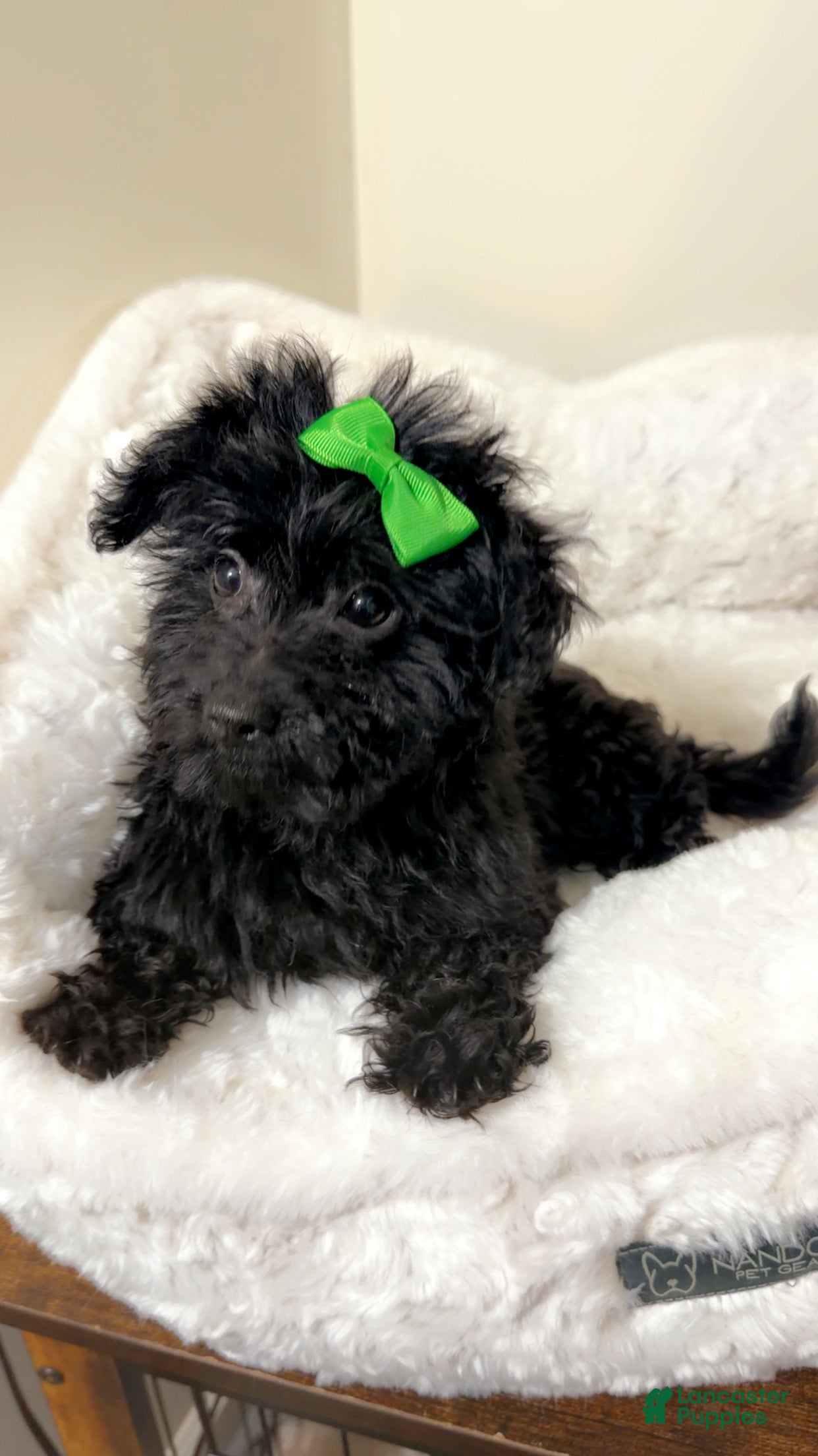 Yorkiepoo dogs Zara  - Ad 42