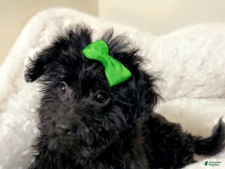 Yorkiepoo dogs Zara - Ad 33