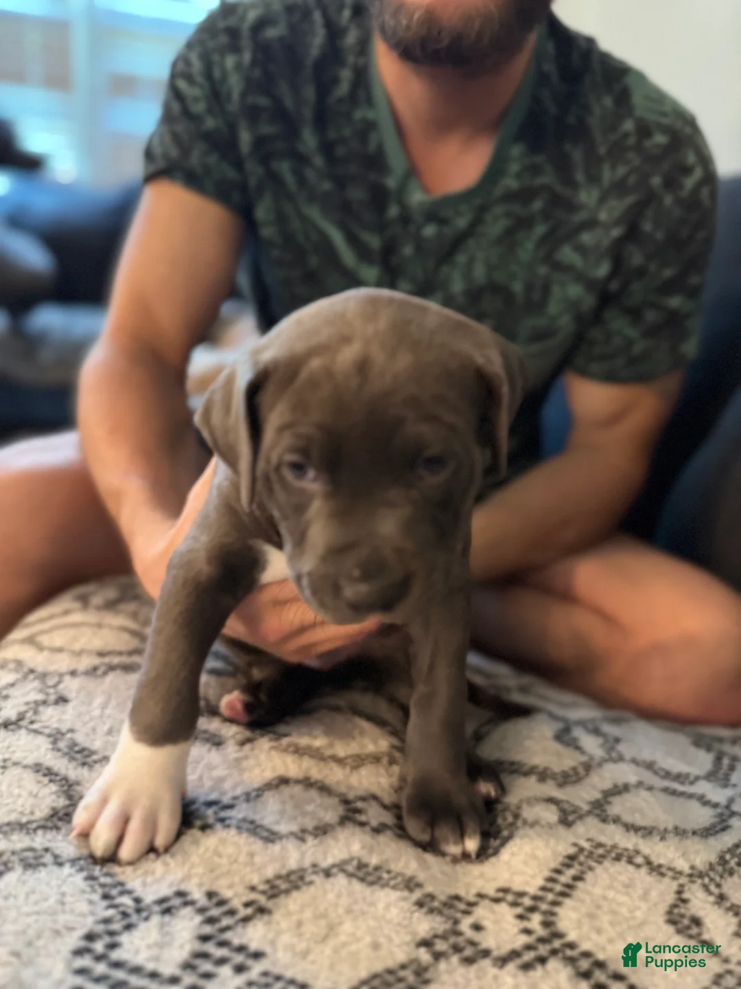 Mixed Breed dogs for sale: JuJu - Ad 1