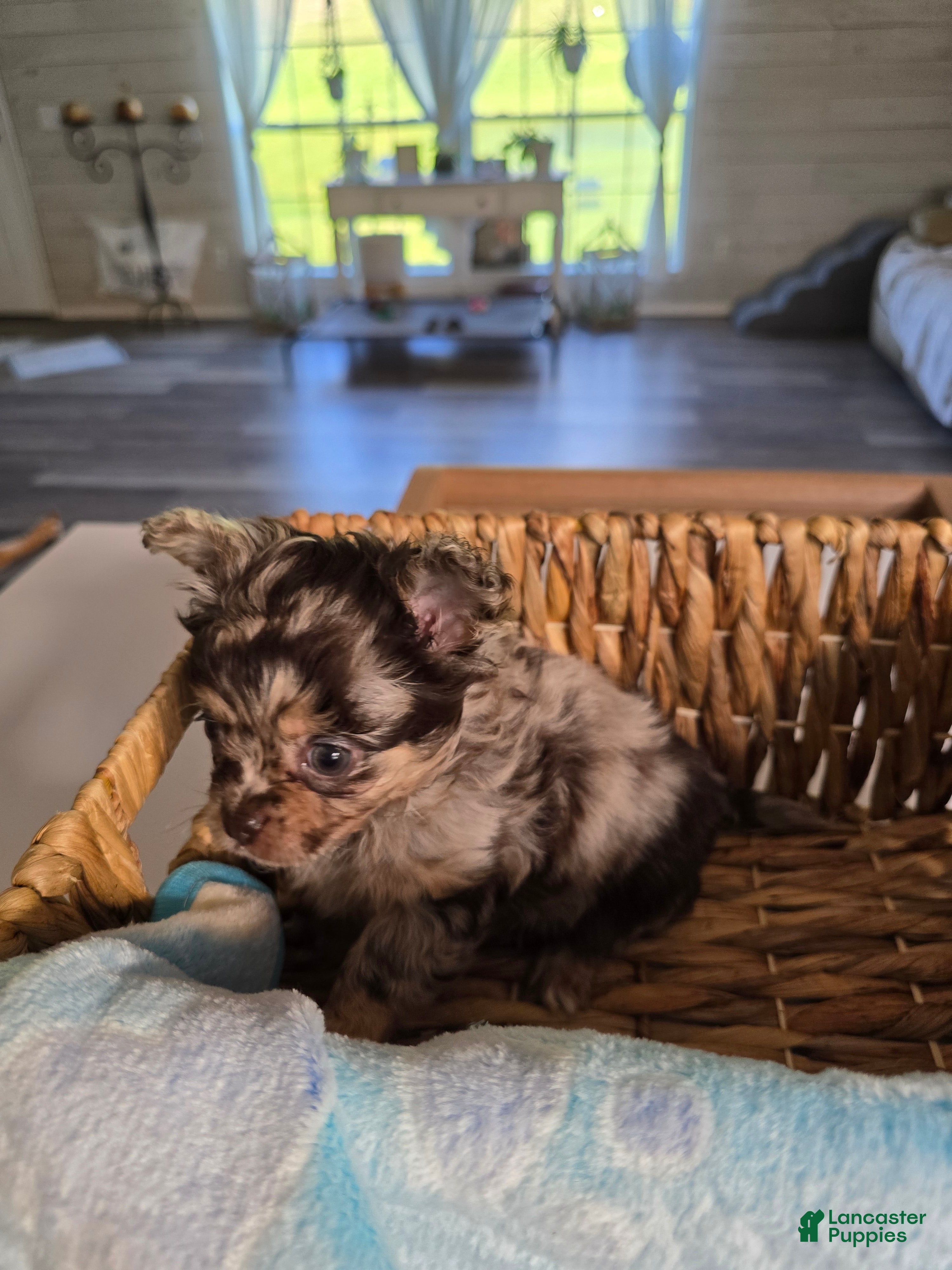 Chihuahua dogs jazzy - Ad 40