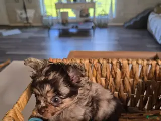 Chihuahua dogs jazzy - Ad 40