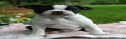 Boston Terrier dogs for sale: Bonnie - Ad 2