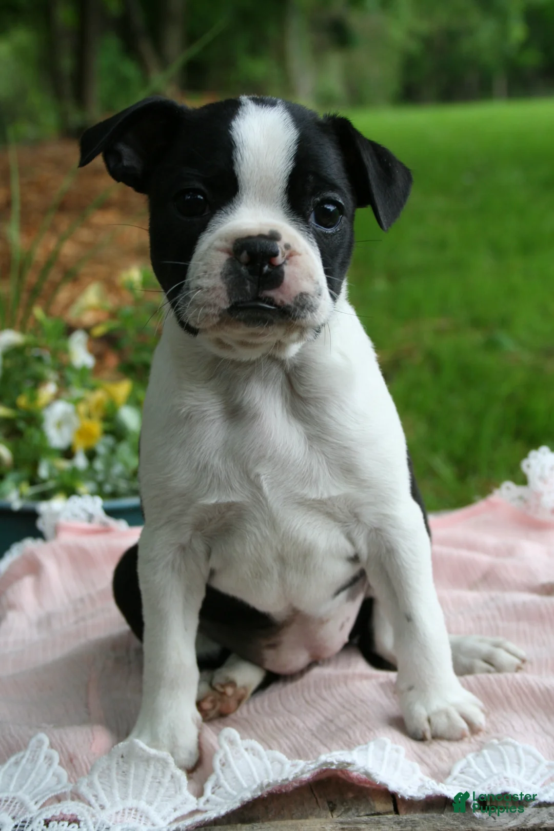 Boston Terrier dogs for sale: Bonnie - Ad 2