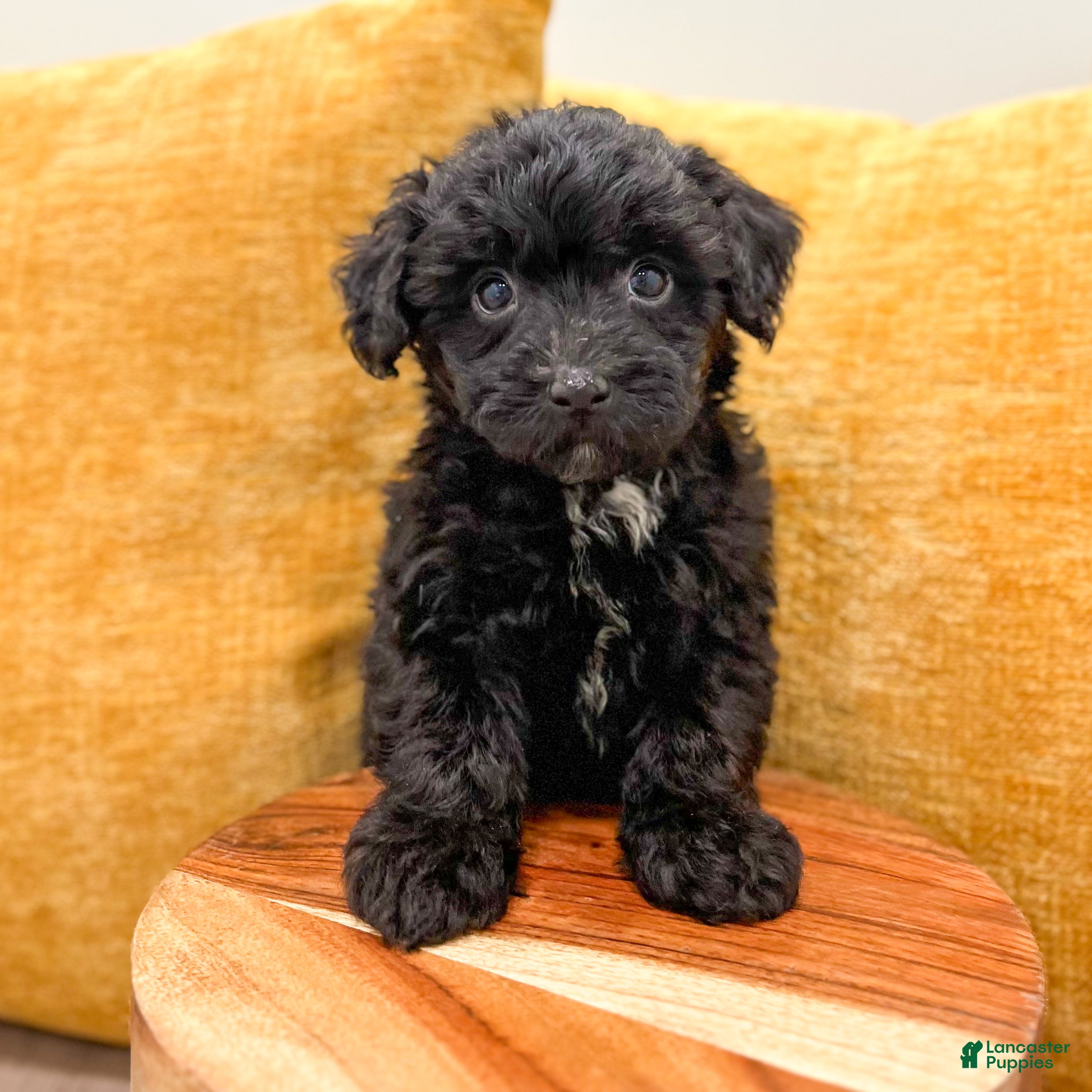 Yorkiepoo dogs Blacky - Ad 2