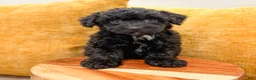 Yorkiepoo dogs for sale: Blacky - Ad 2